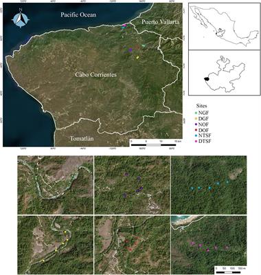 Diversity and Vertical Distribution of Epiphytic Angiosperms, in Natural and Disturbed Forest on the Northern Coast of Jalisco, Mexico